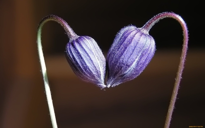 Два цветка переплелись