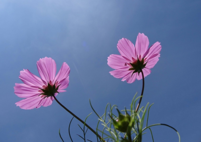 Космея цветок