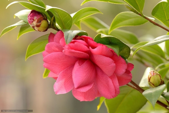 Камелия японская