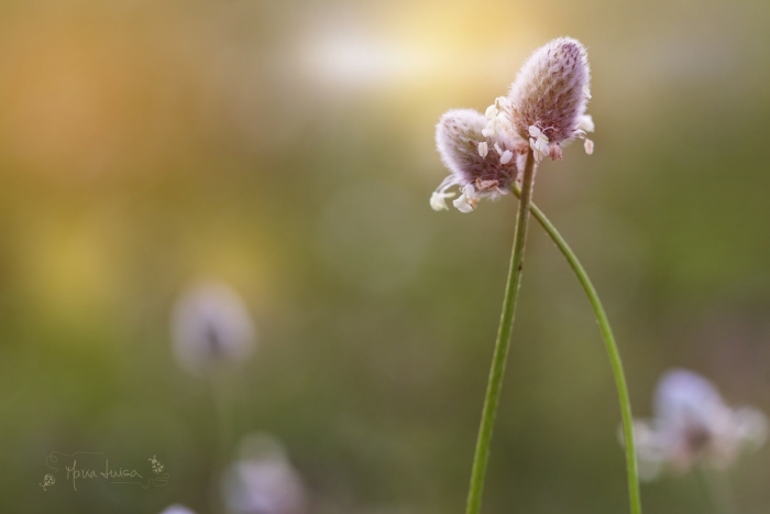 Два цветка нежность