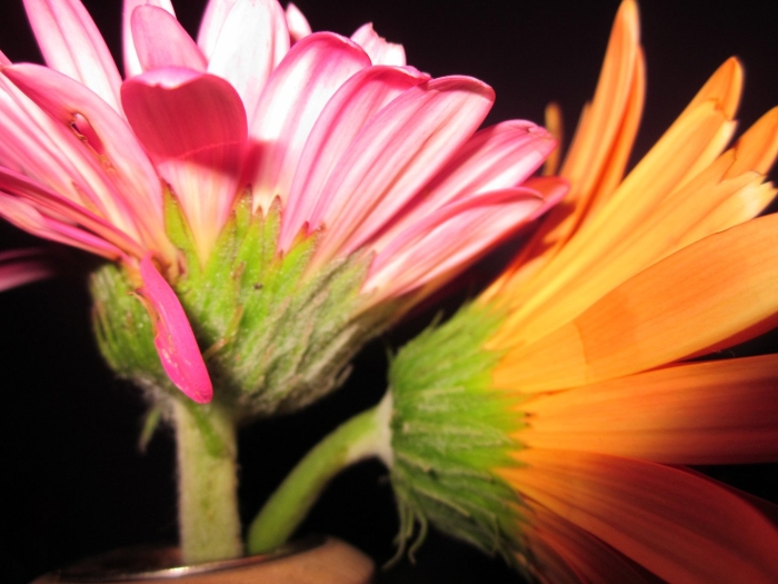 Цветок гербер