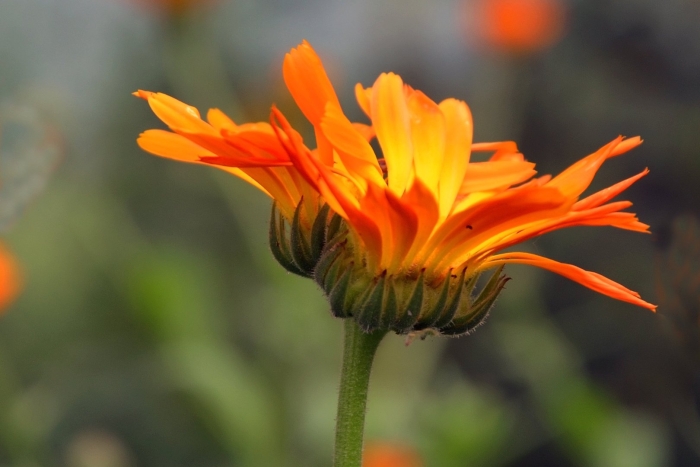 Стебель календулы