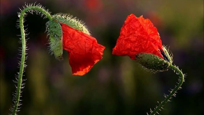 Цветки мака