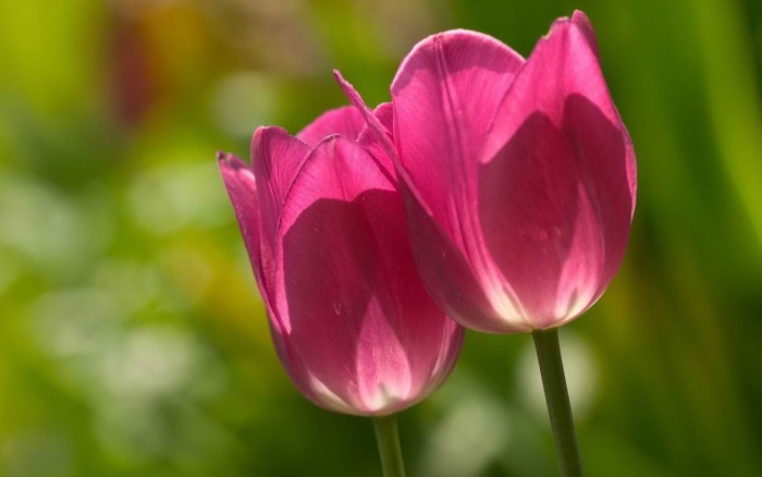 Тюльпан цветок