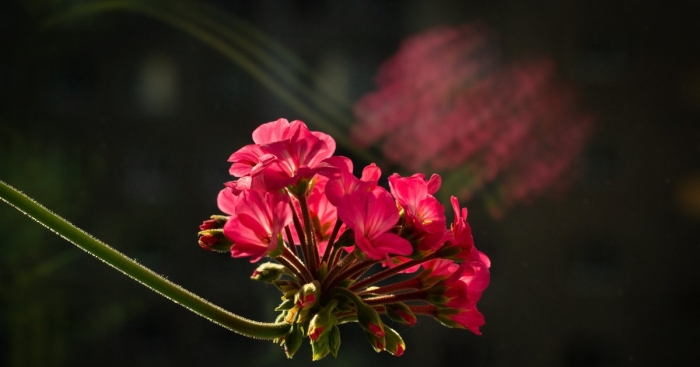 Пеларгония герань