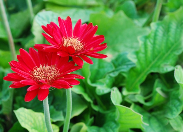 Красная гербера