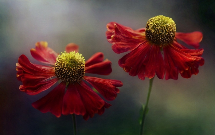 Гелениум rubinzwerg