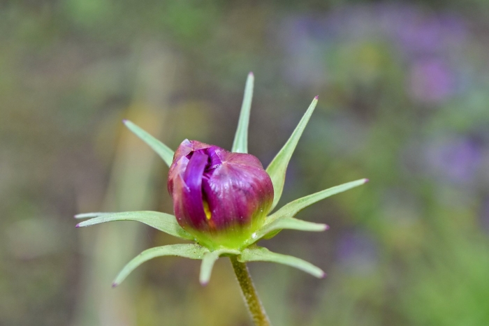 Бутон цветка