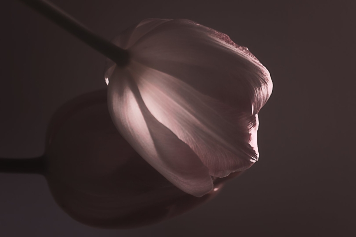 Цветок тюльпана