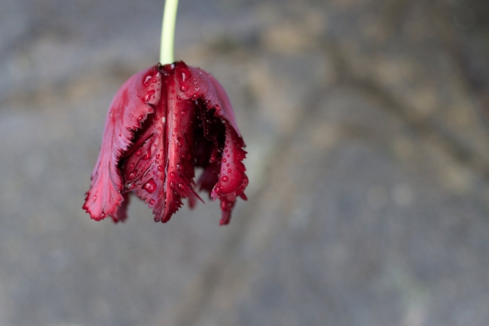 Тюльпан бахромчатый пасифик перл