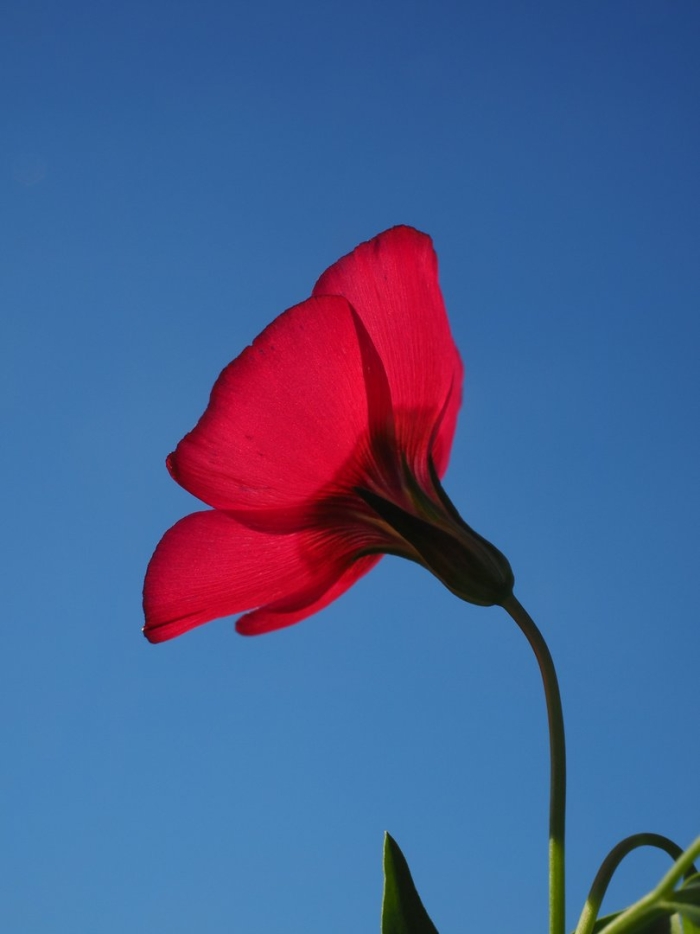 Лен крупноцветковый красный