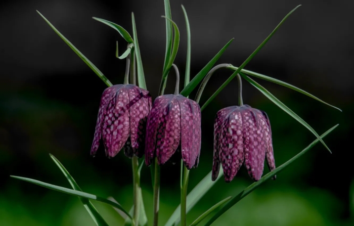 Рябчик обыкновенный цветок