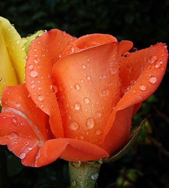 Роза оранжевая