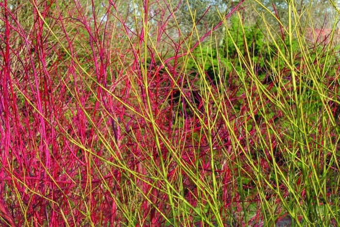 Дерен отпрысковый флавирамеа