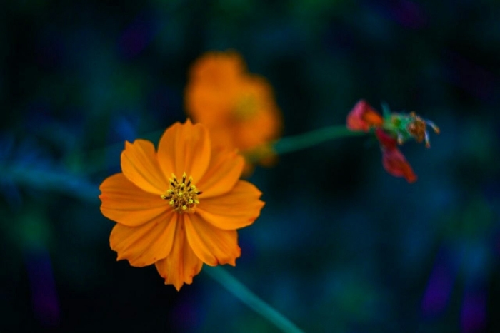 Cosmos flower