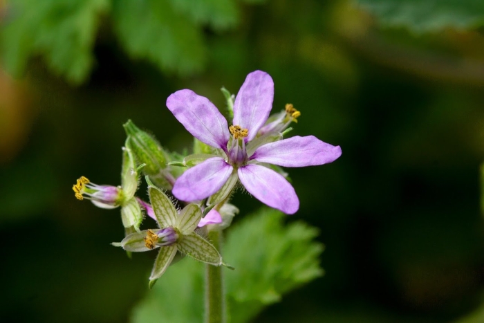 Erodium malacoides