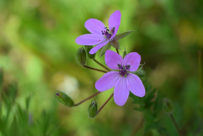 Аистник обыкновенный