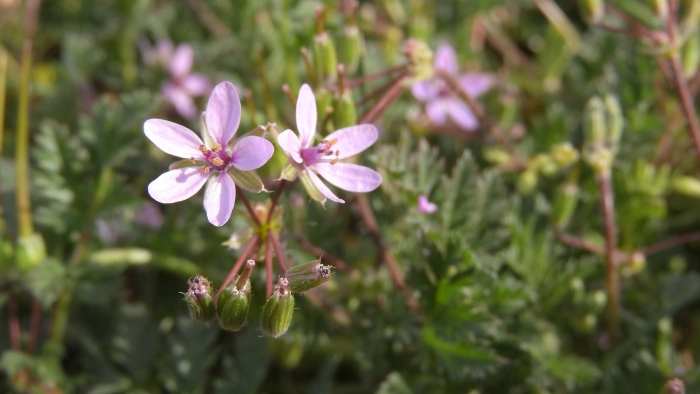 Erodium cicutarium