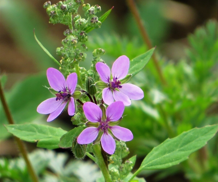 Erodium cicutarium