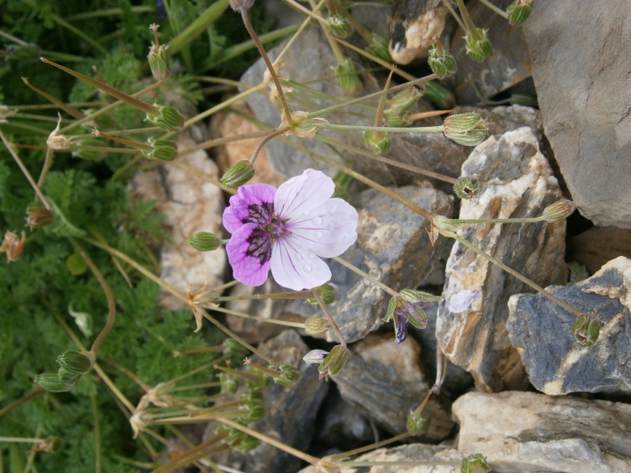 Erodium glandulosum