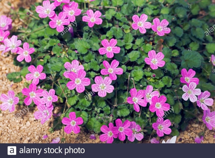 Аистник изменчивый bishop's form