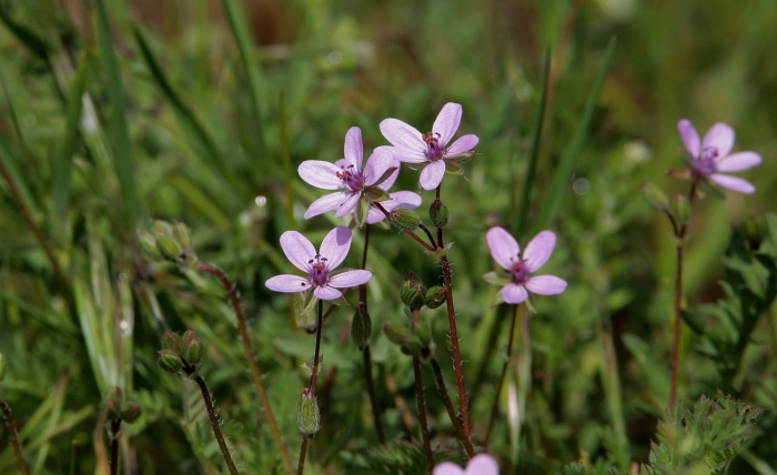 Аистник стефана