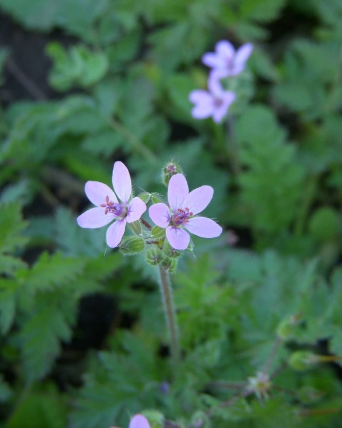 Аистник обыкновенный