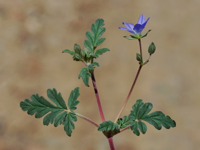 Erodium ciconium