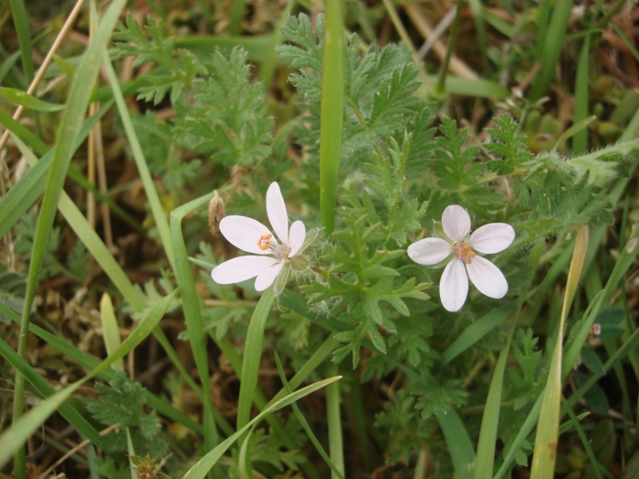 Erodium cicutarium