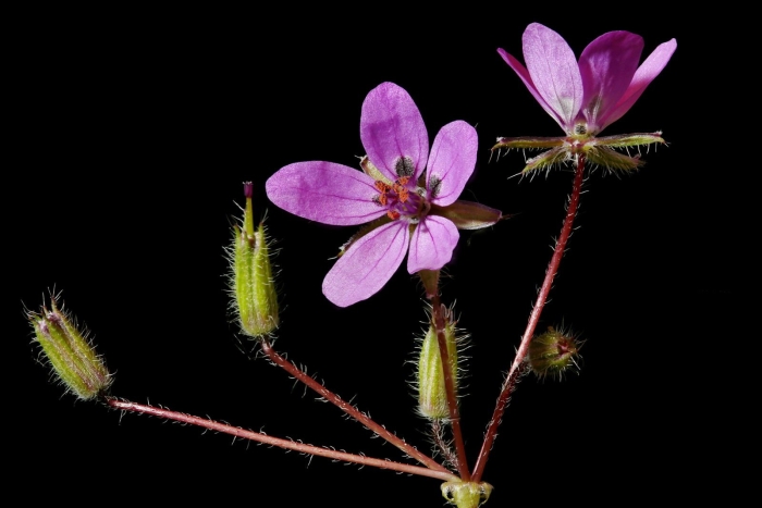 Аистник обыкновенный