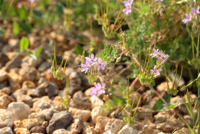 Erodium cicutarium