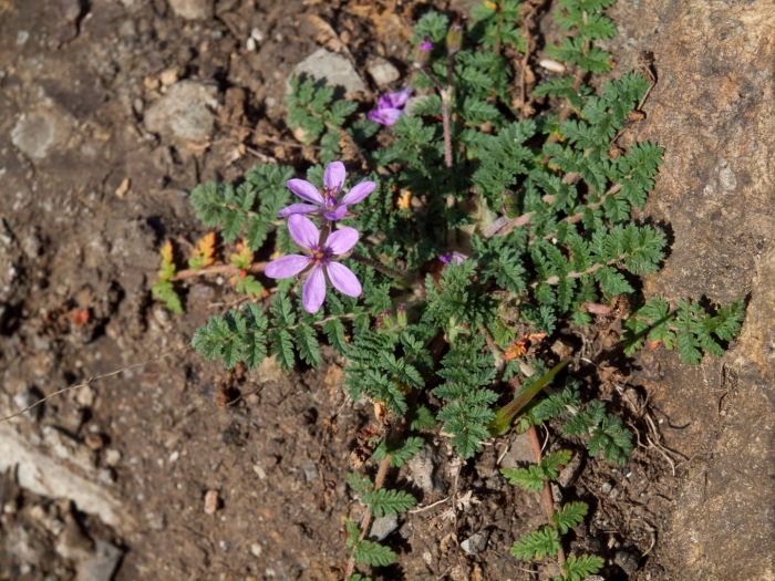 Аистник цикутовый