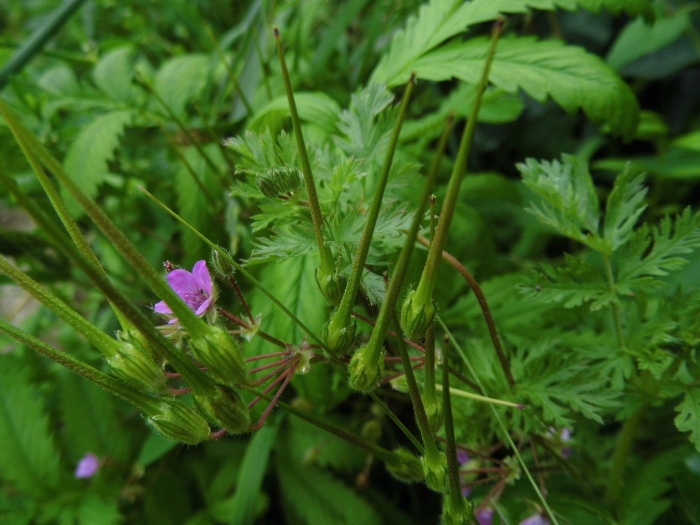 Аистник цикутовый (erodium cicutarium)