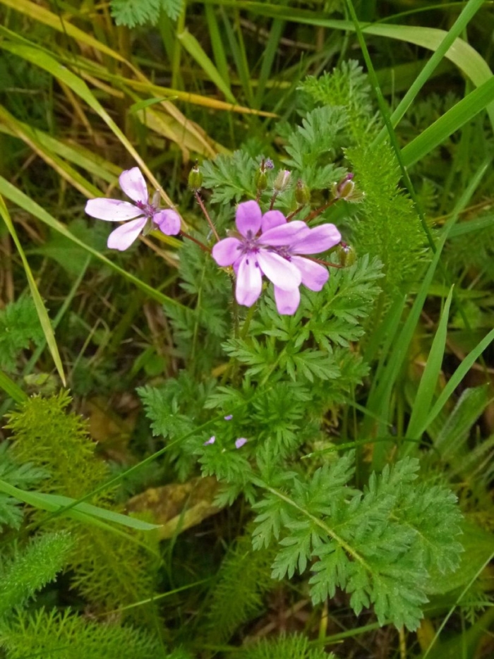Erodium malocaides