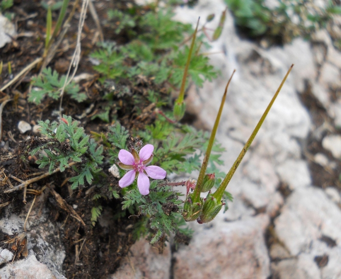Erodium cicutarium