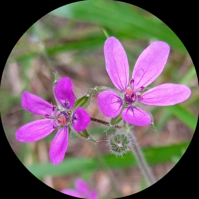 Geranium robertianum