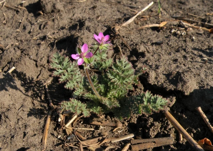 Аистник цикутовый