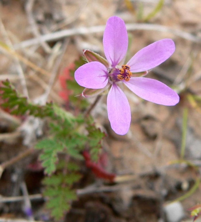 Erodium cicutarium