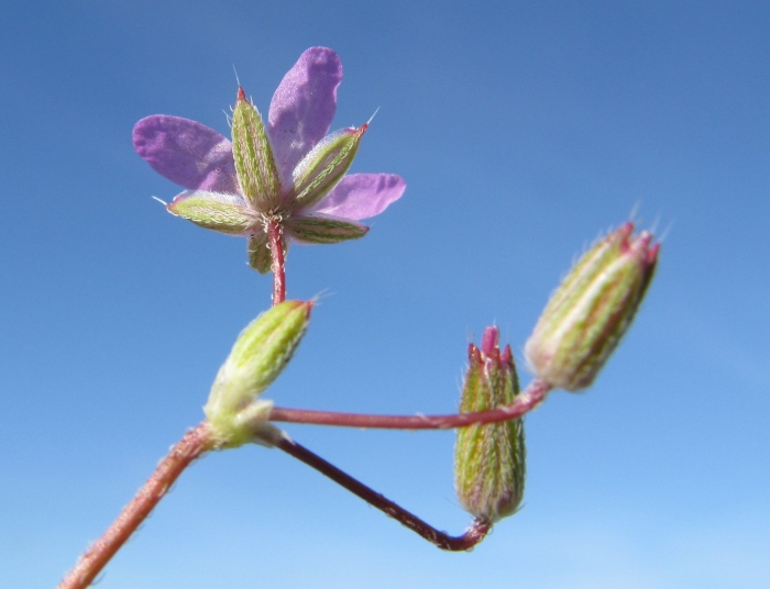 Erodium chrysanthum