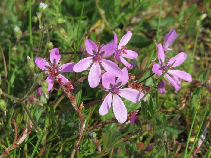 Erodium cicutarium