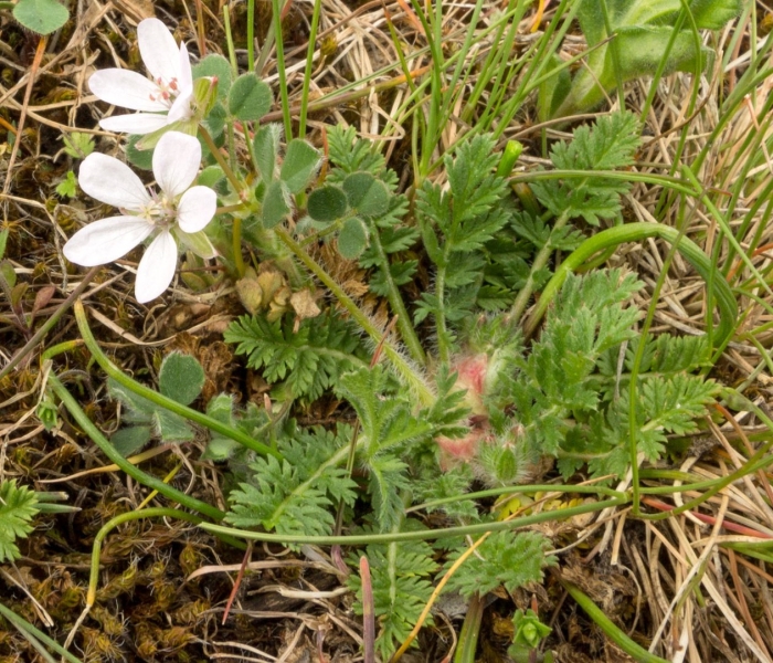 Erodium cicutarium