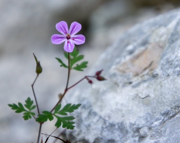 Geranium robertianum