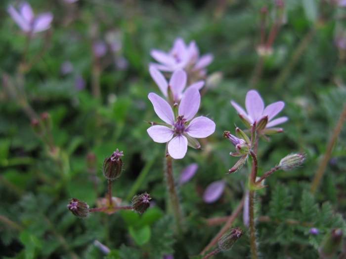 Erodium tataricum
