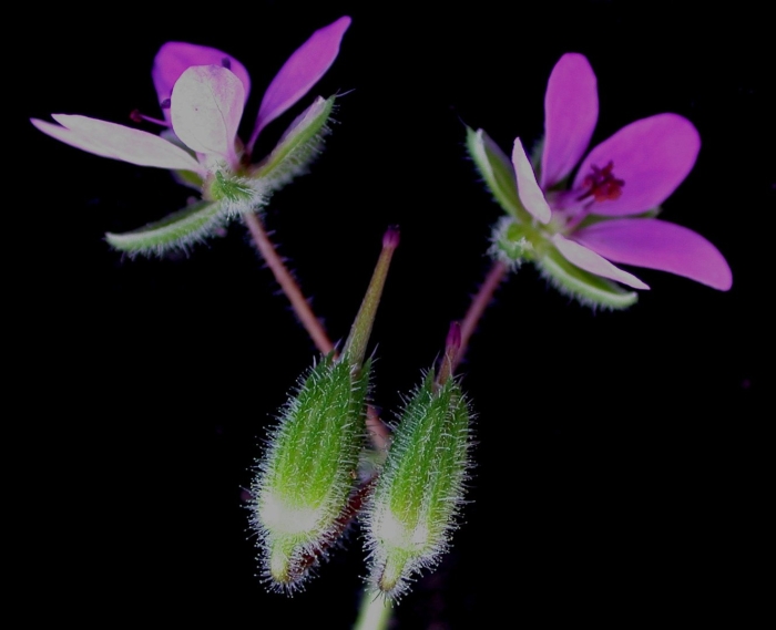 Erodium cicutarium