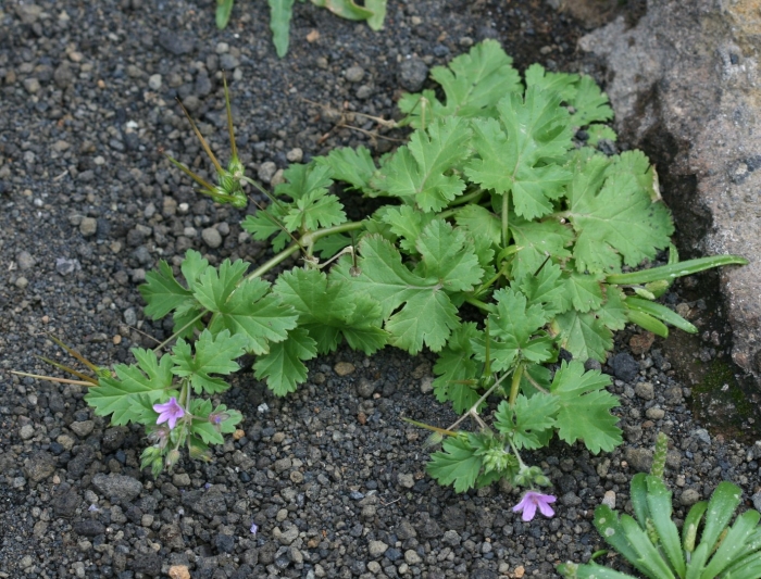 Герань мелкая- geranium pusillum l.