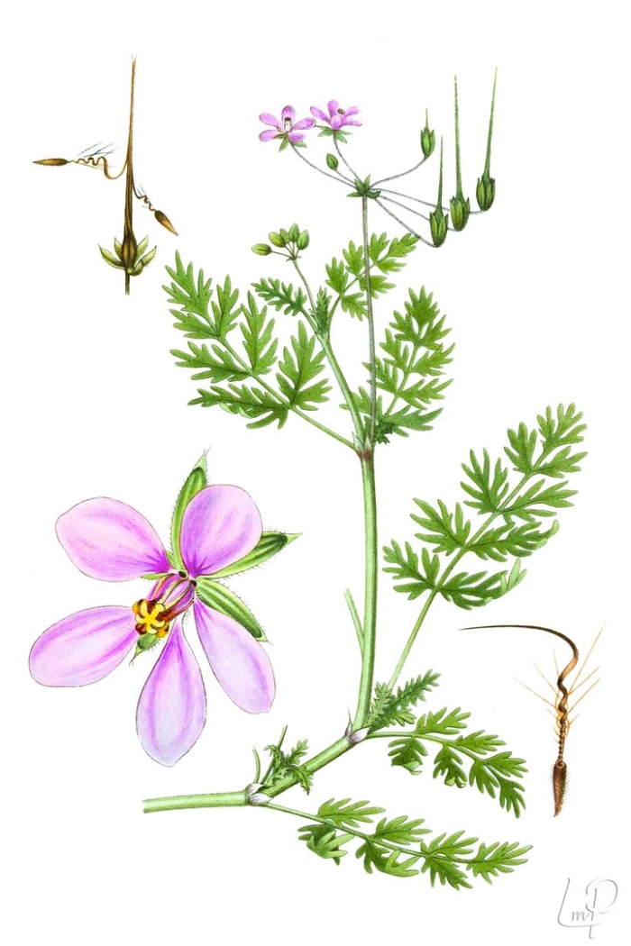 Erodium cicutarium