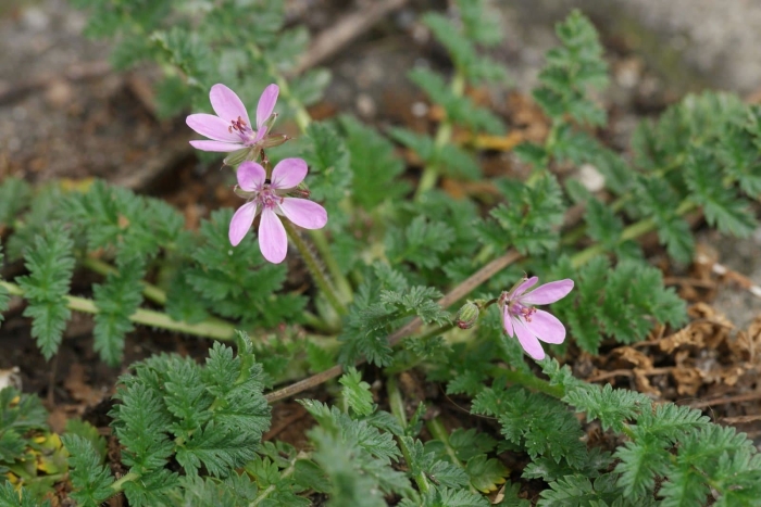 Аистник обыкновенный