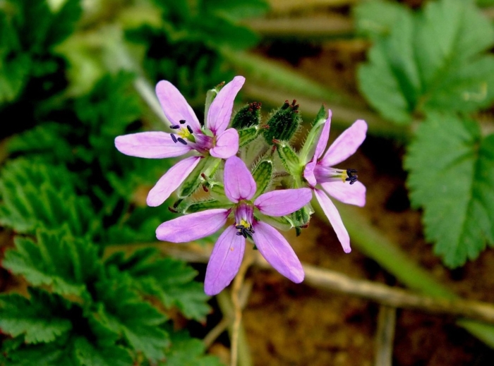 Erodium cicutarium