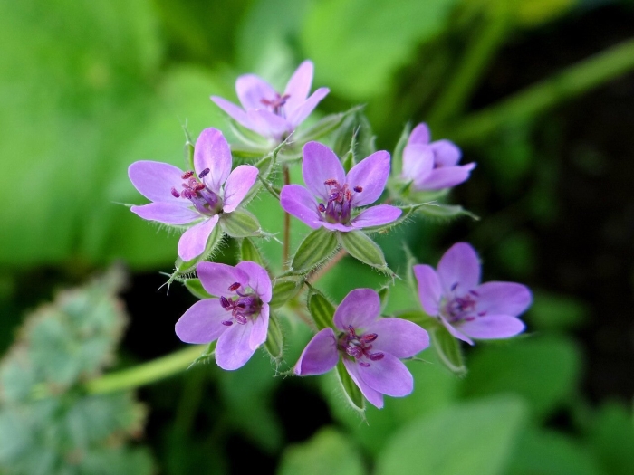 Аистник обыкновенный