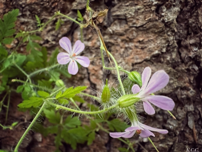 Герань роберта